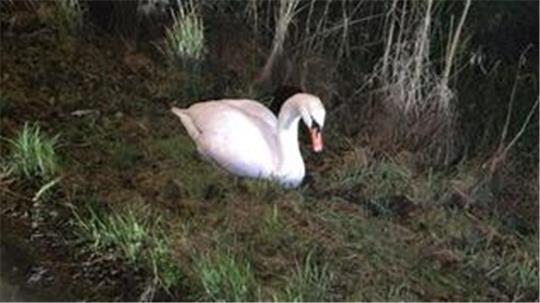 Schwan Waldemar auf Abwegen.