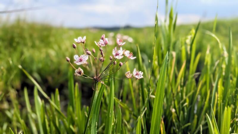 Schwanenblume im Bullenbruch.
