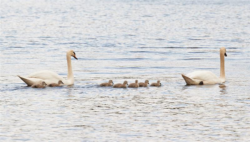 Nach 55 Todesfällen bei den Alsterschwänen: Erste Küken sind geschlüpft Schwaneneltern und ihre Küken schwimmen auf der Alster an der Fuhlsbütteler Schleuse. Foto: Georg Wendt/dpa