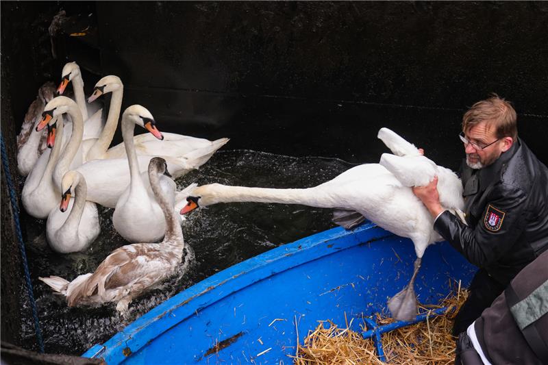 Vogelgrippe: Alsterschwäne müssen wieder unter Zelte Schwanenvater Olaf Nieß hatte die Tiere bereits im November ins Winterquartier geholt. Foto: Ulrich Perrey/dpa