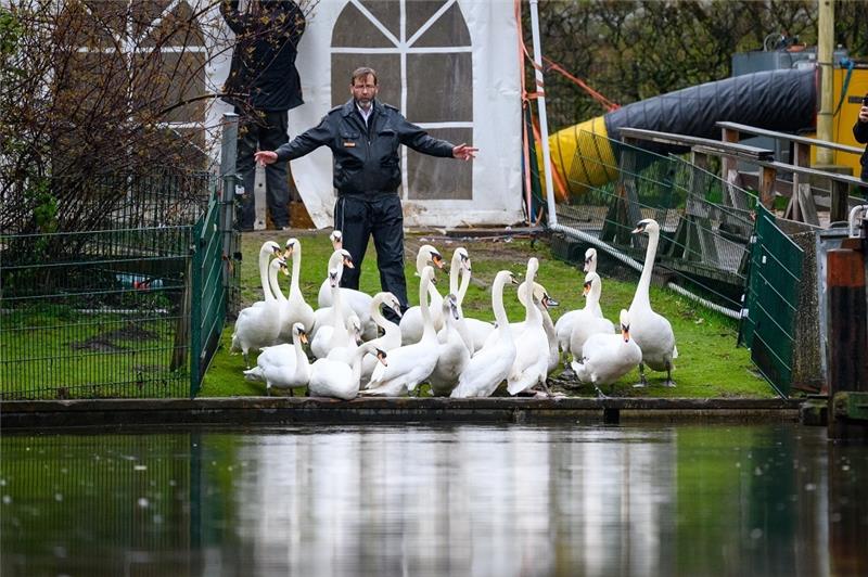 Die ersten Hamburger Schwäne schwimmen wieder auf der Alster Schwanenvater Olaf Nieß treibt die Schwäne in Richtung Wasser. Foto: Jonas Walzberg/dpa