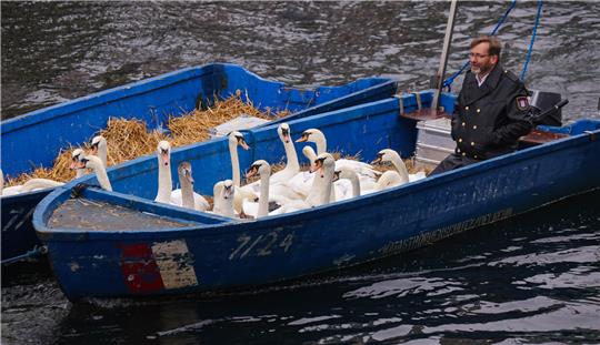 Schwanenvater Olaf Nieß überwacht den Bootstransport der Alsterschwäne auf der Kleinen Alster ins Winterquartier. Mit sinkenden Temperaturen geht es für die Alsterschwäne wieder zurück in ihr Winterquartier am Eppendorfer Mühlenteich. Foto: Ulrich Perrey/dpa