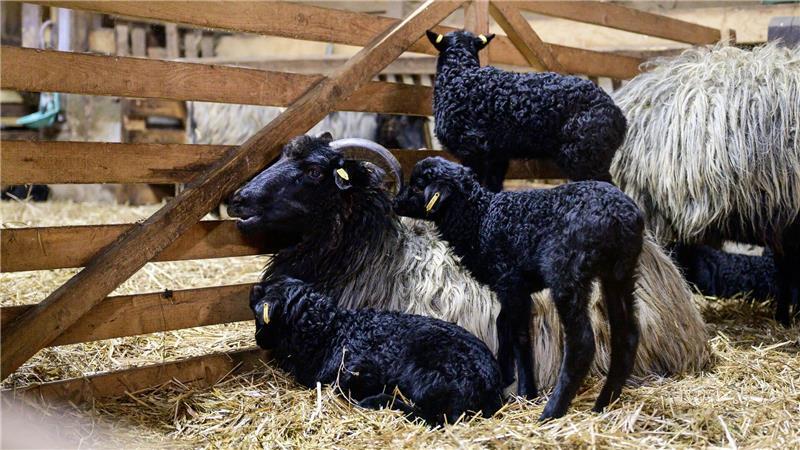 Schwarze Lämmchen stehen neben ihrer Mutter in der Lüneburger Heide. 