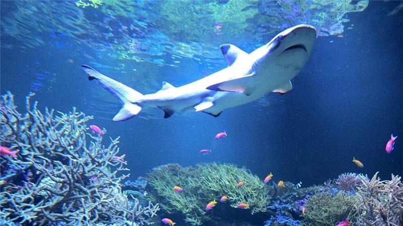 Schwarzspitzenriffhai Amadeus zieht ins Naturkundemuseum-Aquarium in Karlsruhe ein