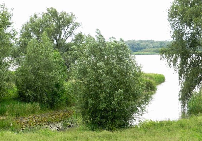 Schwarztonnensand in der Elbe gehört zum Naturschutzgebiet „Elbe und Inseln“. Das Betreten ist verboten. Fotos: Püttger-Conradt
