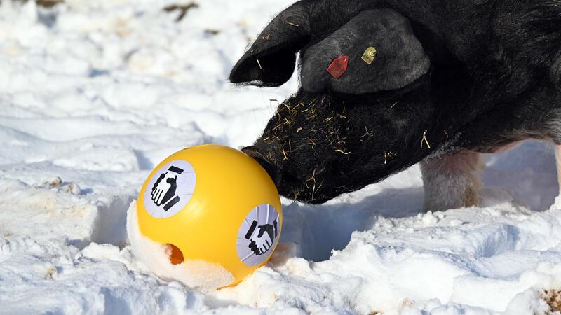 Tier-Orakel Eberhard weiß, wie das Deutschland-Spiel ausgeht Schwein Eberhard stupst den Unentschieden-Ball an und sagt damit den Ausgang des Spiels Deutschland gegen Island voraus.