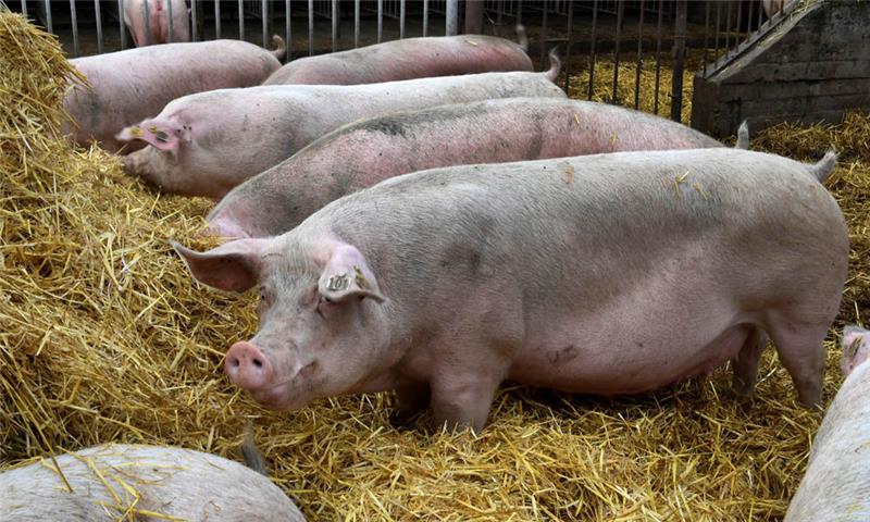 Schweine im Stall. Foto: dpa