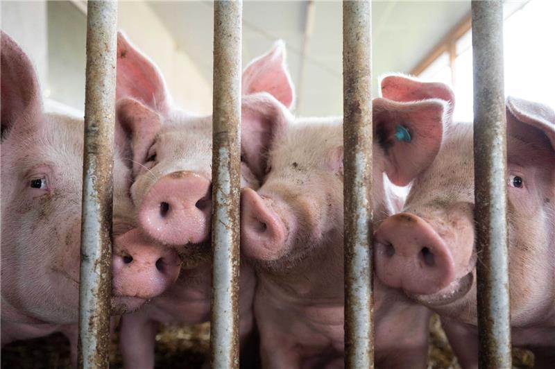 Schweine stehen in einem Stall.