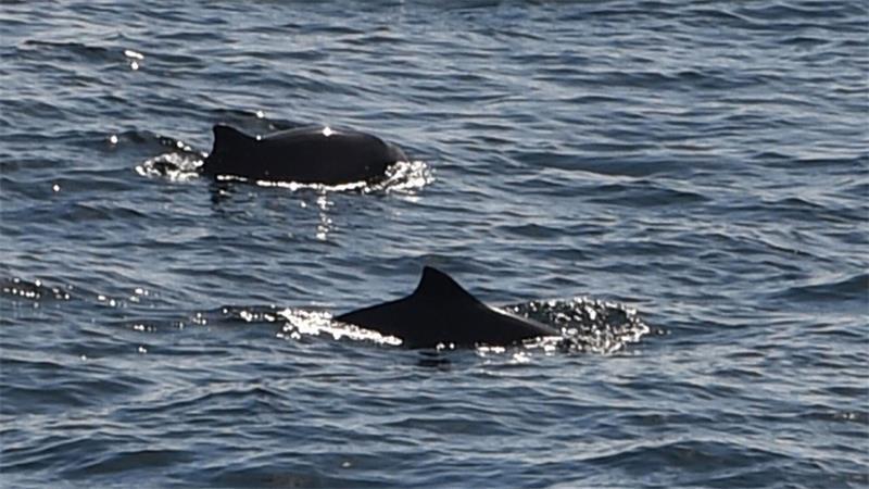 Schweinswale schwimmen in Nord- und Ostsee.