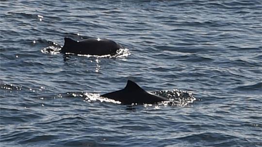 Schweinswale schwimmen in Nord- und Ostsee.
