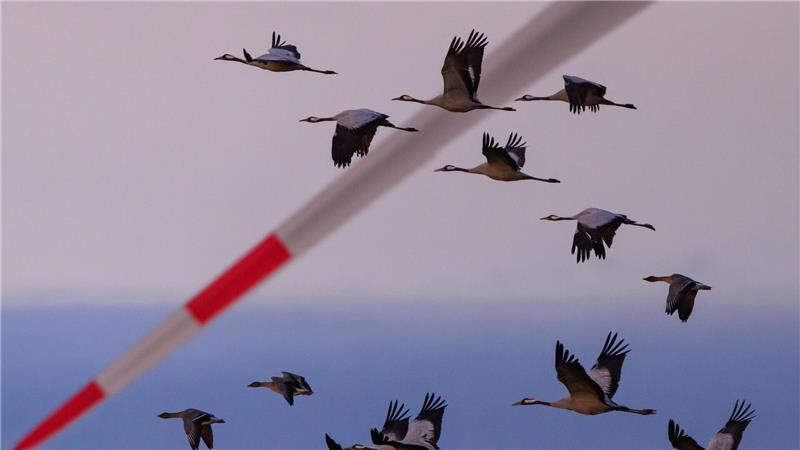 Schwer kranke Kraniche dürfen in einigen Regionen in Niedersachsen jetzt von Jägern erschossen werden. (Archivbild)
