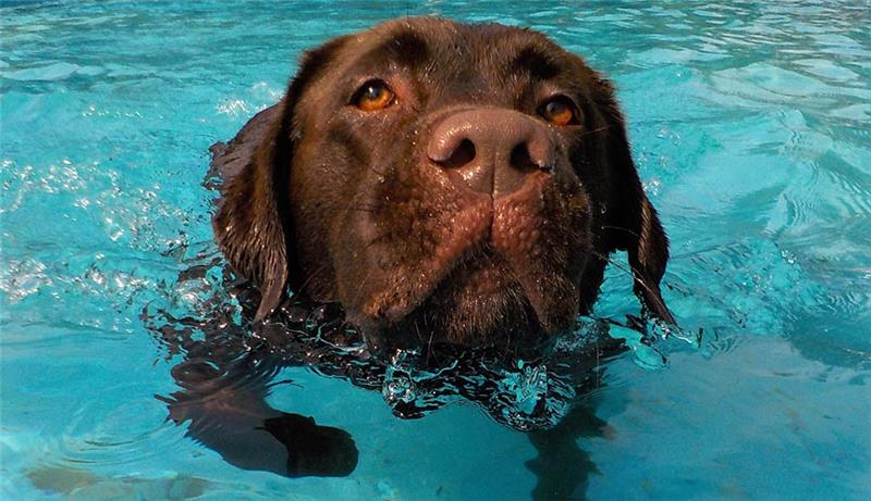 Schwimmen im Horneburger Freibad: Beim Spaß-Event Best Buddy Games schwimmen Hund (und Halter) auch einmal durchs Becken – wie hier beim alljährlichen Hundeschwimmen. Foto: Lohmann
