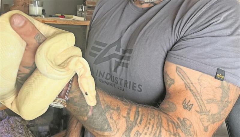 Exotische Haustiere: Drei Pythons abzugeben Sebastian Wolf hat einen Hang zum Ungewöhnlichen: Durch einen Zufall kam er an drei Königspythons. Doch die Tiere sollen ein neues Zuhause finden.
