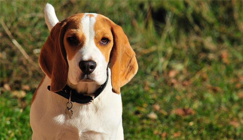 Einbruch in Hundezucht: Diebe stehlen seltene Rassetiere Sechs Beagle wurden in Hipstedt gestohlen. Symbolbild: pixabay