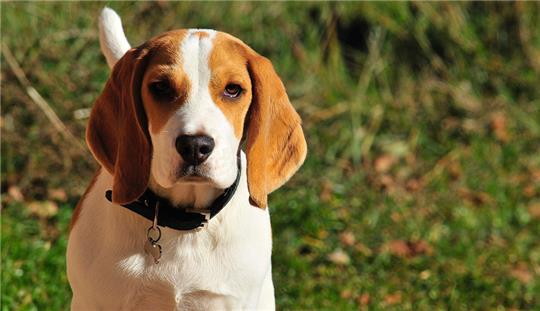 Sechs Beagle wurden in Hipstedt gestohlen. Symbolbild: pixabay