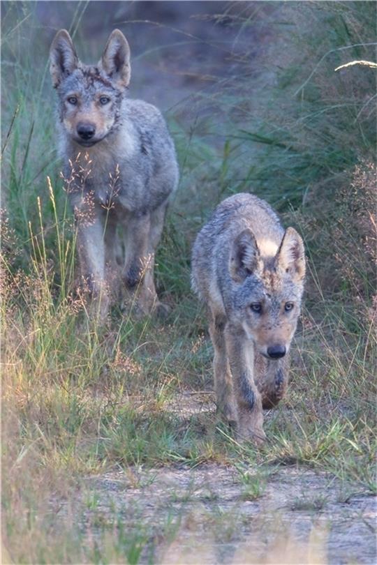 Sechs Monate alte Wolfswelpen erkunden ihre Umgebung. Foto: Borris