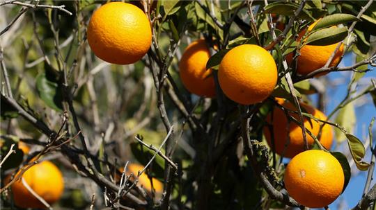 Sechs Tonnen fair produzierte Bio-Orangen hat die Weltgruppe Stade 2023 unter die Leute gebracht. 2024 soll es weitergehen.