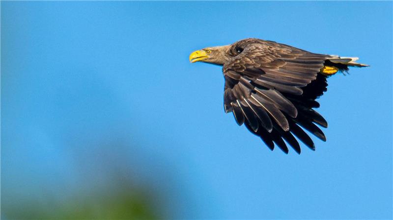 Goldschmidt: Artenschutz in allen Lebensbereichen fördern Seeadler gehören im Norden nicht mehr zu den gefährdeten Tieren. (Symbolbild)
