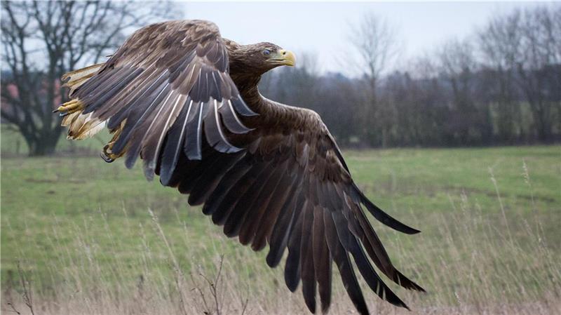 Geretteter Adler wird bald für Nachwuchs sorgen Seeadler, hier ein Vogel aus Mecklenburg-Vorpommern, sind die größten Greifvögel Europas. In den Landkreisen Wesermarsch, Cuxhaven, Rotenburg und Stade leben inzwischen rund zwei Dutzend Paare. Foto: Charisius/dpa