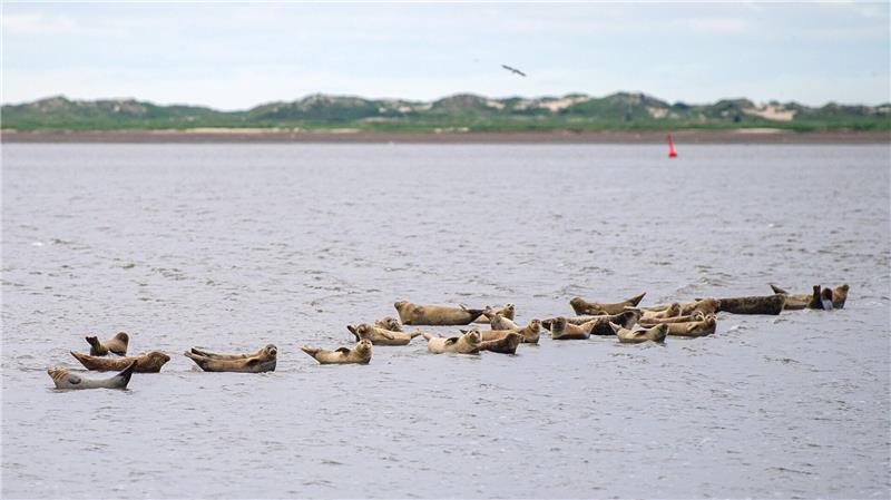 Seehunde gehören zu den wohl bekanntesten Bewohnern des Wattenmeers. (Archivbild)
