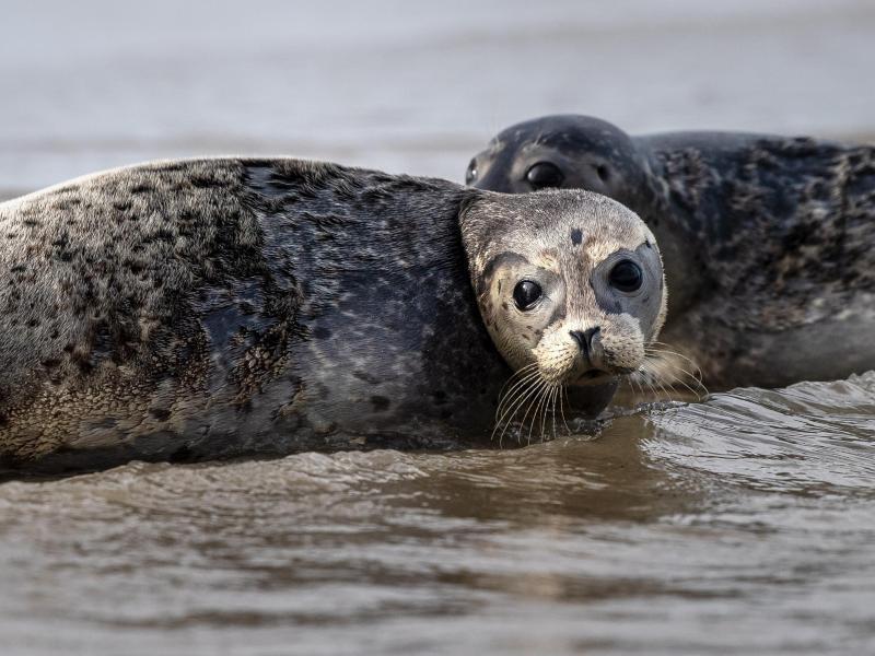 Vogelgrippe-Virus bei toten Seehunden nachgewiesen Seehunde robben ins Wasser. Foto: Sina Schuldt/dpa/Symbolbild