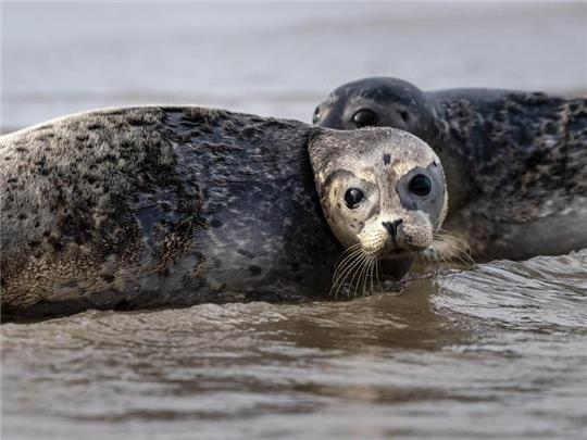 Seehunde robben ins Wasser. Foto: Sina Schuldt/dpa/Symbolbild