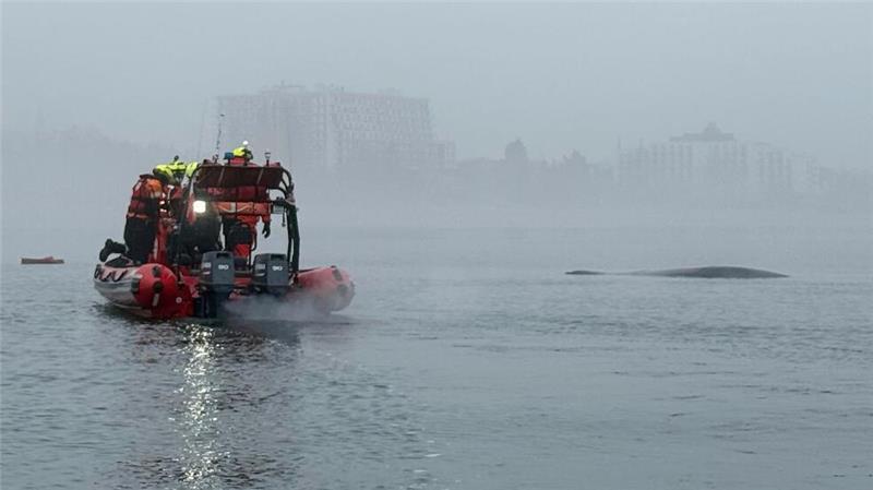 Seenotretter vor der polnischen Ostseeküste nähern sich einem Buckelwal, der sich in einem Fischernetz verfangen hat. 