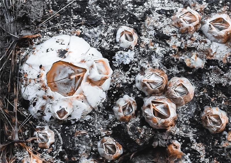 Seepocken besitzen viele Merkmale von Krebstieren. Foto: Paulin