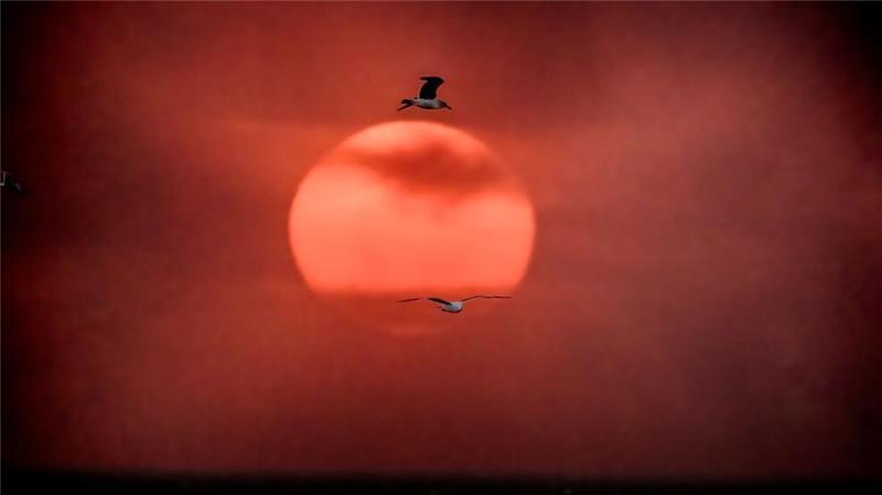 Seevögel fliegen bei Sonnenuntergang an der untergehenden Sonne vorbei, während der Himmel durch einen Waldbrand in den Pacific Palisades in Kalifornien verdunkelt ist.