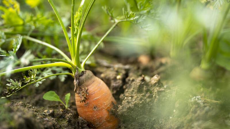 Anbau von Gemüse im eigenen Garten verbieten? Sehen Wissenschaftler einen Zusammenhang zwischen der globalen Erderwärmung und Gemüseanbau im heimischen Garten?