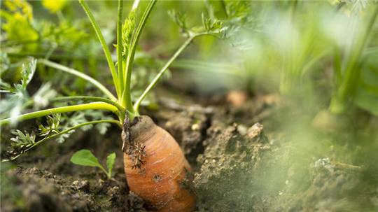 Sehen Wissenschaftler einen Zusammenhang zwischen der globalen Erderwärmung und Gemüseanbau im heimischen Garten?
