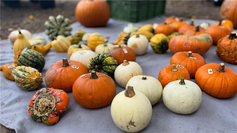 Sehr beliebt auf dem Herbstzauber waren Kürbisse.