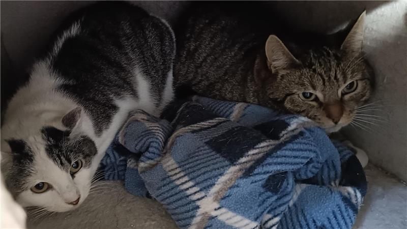 Wenn 46 Bewohner auf Futter warten: Mit Tempo durchs Stader Tierheim Sehr scheu: Bisher habe sich für diese Fundkatzen noch niemand interessiert, sagt Julia Weber.