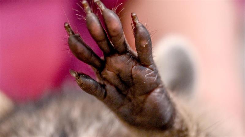 Buckeliger Waschbär „Jimothy“ entzückt Seattle und das Netz Sein Anblick irritiert - und entzückt: Ein etwas deformierter Waschbär erobert nicht nur die Herzen der Anwohner, durch deren Gärten er streunert. (Symbolbild)