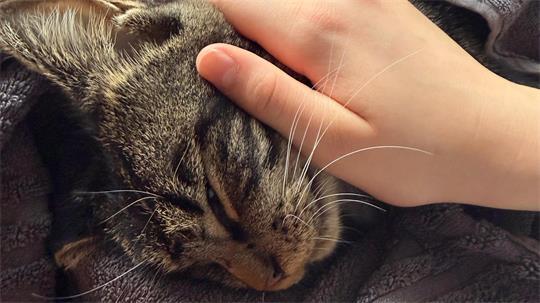 Seine menschliche Familie musste sich von Kater Teddy verabschieden.