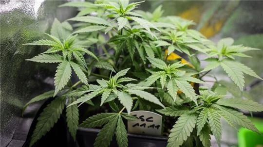 Cannabis-Pflanzen.