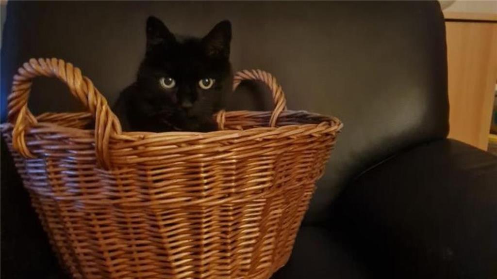 Seit 14 Jahren ist Katze Fienchen an der Seite von Familie Weber.