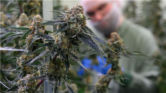 Seit 2017 kann medizinisches Cannabis in Deutschland legal verschrieben werden. (Symbolbild)