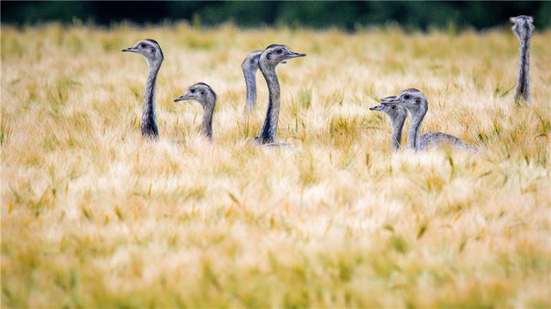 Wilde Nandus in MV – 69 Laufvögel gesichtet Seit 2020 ging die Population der Nandus stark zurück. (Archivbild)