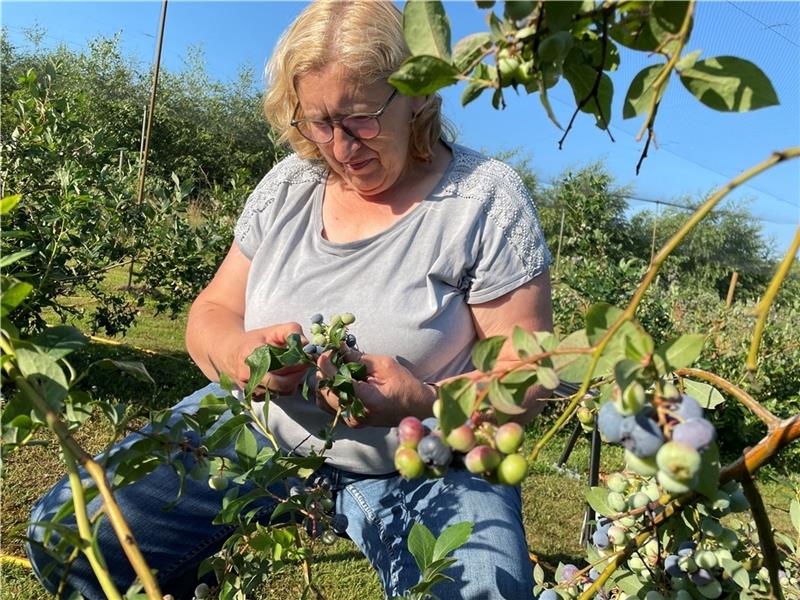 Seit 23 Jahren erntet Christa Piefel mit ihrem Mann Rüdiger Blaubeeren direkt in Wohlers t. Die Sträucher sitzen in diesem Jahr voll. Foto: Ahrens