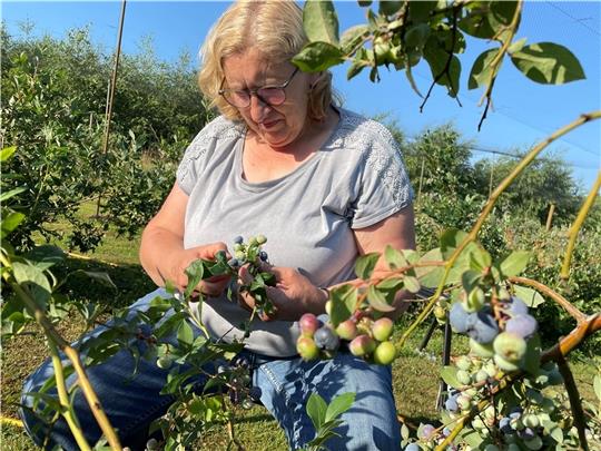 Seit 23 Jahren erntet Christa Piefel mit ihrem Mann Rüdiger Blaubeeren direkt in Wohlers t. Die Sträucher sitzen in diesem Jahr voll. Foto: Ahrens