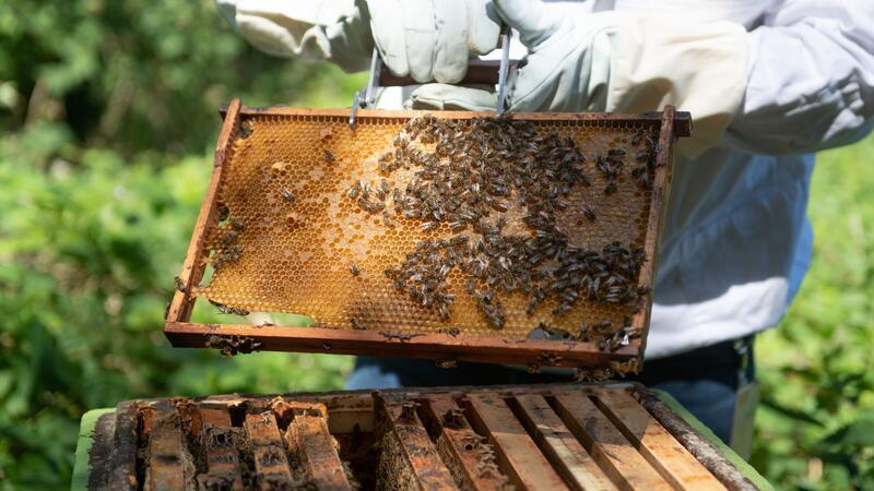 Bienen sammeln seit 25 Jahren Honig am Hamburger Flughafen Seit 25 Jahren heben fleißige Honigbienen am Hamburger Flughafen ab. (Archivfoto)