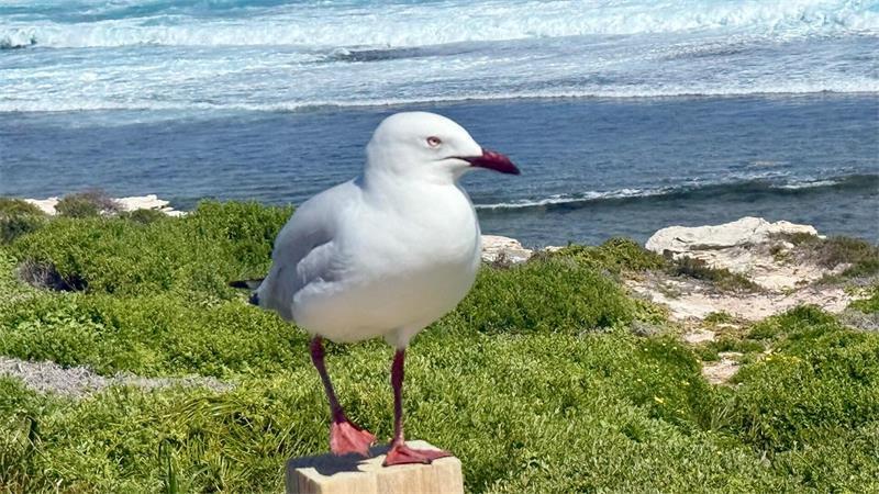 Vogelgrippe bedroht Australiens einzigartige Tierwelt Seit August wurden vermehrt Infektionen bei Australischen Silberkopfmöwen in verschiedenen Bundesstaaten festgestellt.