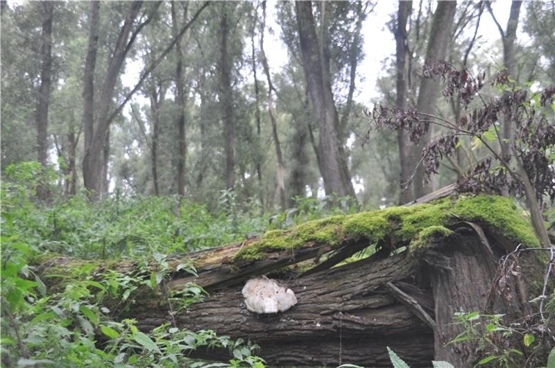 Seit Jahren von Menschenhand unberührt, hat der Vollhöfner Wald in Altenwerder etwas Urtümliches bewahrt. Die HPA will den rund 45 Hektar großen Naturwald für neue Logistikflächen opfern. Fotos: Wahba