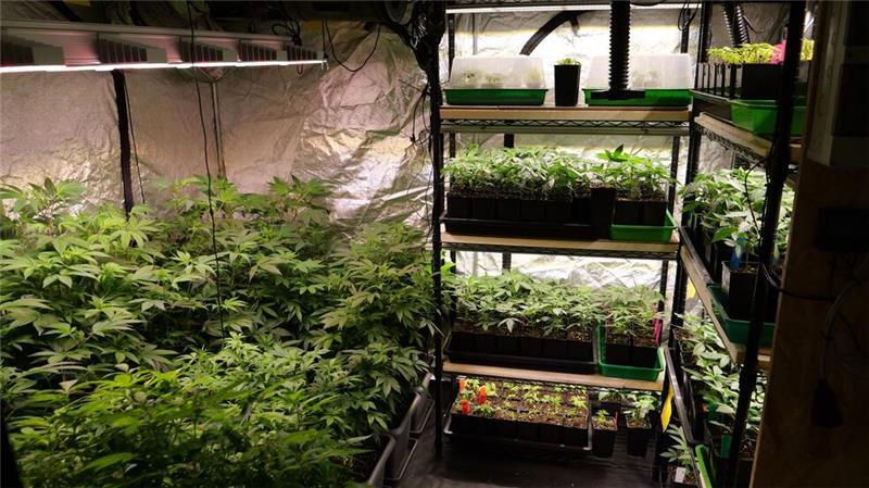 Erste Cannabis-Abgabe eines Anbauvereins Seit Juli dürfen in Deutschland Cannabis-Anbauvereine für den gemeinschaftlichen Anbau und die Weitergabe von Cannabis zugelassen werden. Ein Club in Ganderkesee gibt nun erstmals Cannabis an seine Mitglieder aus. (Archivbild)