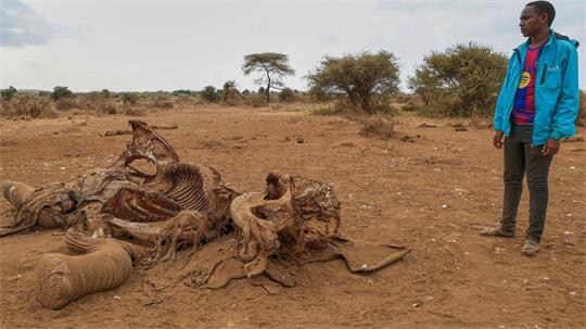 Seit Juni sind im Amboseli-Gebiet 18 Elefanten durch Vergiftungen gestorben. (Archivbild)