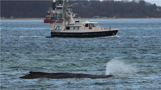 Seit Montag sitzt der Wal auf der Sandbank fest.