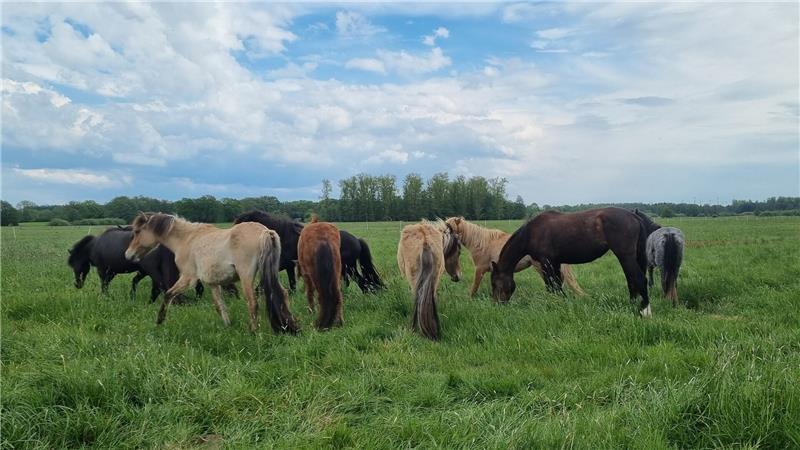 Seit Montag weiden Islandpferde im Stader Schwingetal. Dahinter steckt eine ungewöhnliche Idee zum Naturschutz.