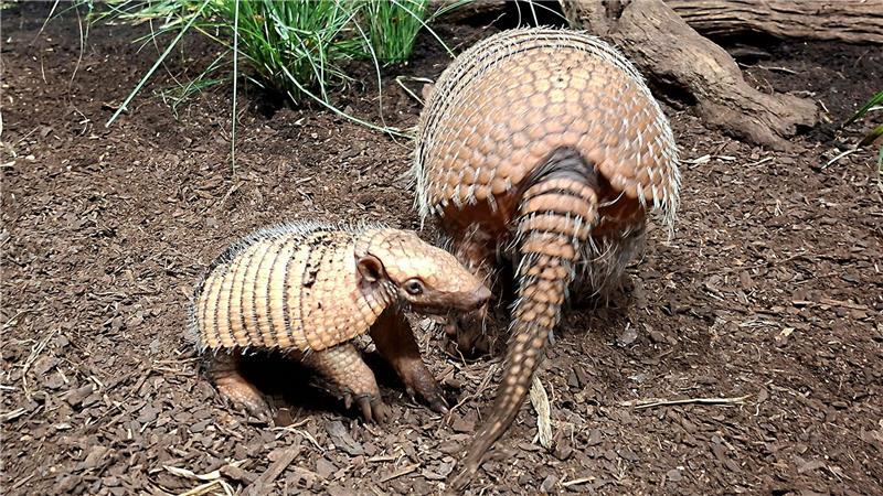 Seit Oktober wohnt das Gürteltierpaar Amelie und Falko im Tierpark Hagenbeck - nun hat es Nachwuchs bekommen. 