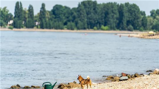Seit Samstagabend werden drei Menschen nach dem Baden im Rhein vermisst. (Archivbild)